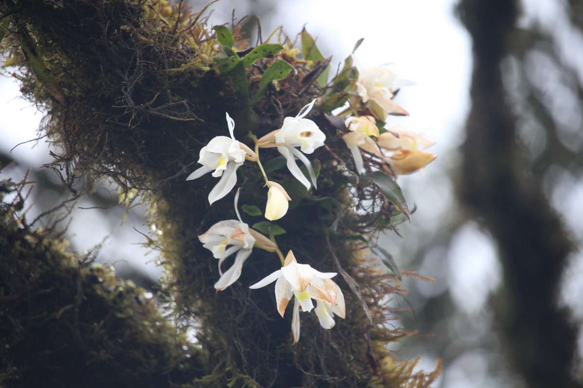 Coelogyne